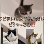 #猫#おしゃべり猫#おもしろ猫 テト君2人からつっこまれ悲しい末路に