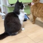 2匹の猫が同じ行動をしておもしろい笑笑