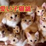 マンチカン子猫　【まんちの樹の日常:可愛い子猫の猫鍋】2021.3.28