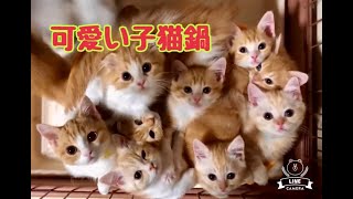 マンチカン子猫　【まんちの樹の日常:可愛い子猫の猫鍋】2021.3.28