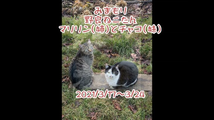 癒し系「見守りさくら猫さんと朝のあいさつ2021/03/17-3/24」ただただ朝の猫さんを見てて幸せになれる方のために