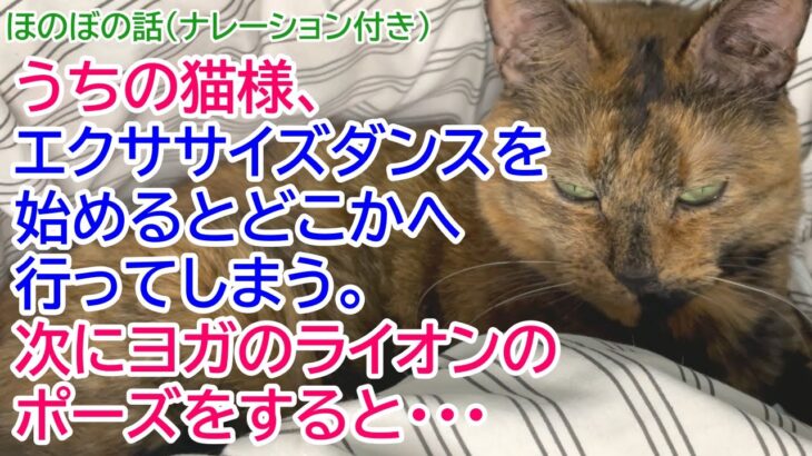 225【猫のほのぼの話・ナレーション付き】うちの猫様、エクササイズダンスを始めるとどこかへ行ってしまう。次にヨガのライオンのポーズをすると・・・