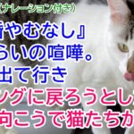 232【猫の不思議な話・ナレーション付き】『離婚やむなし』なくらいの喧嘩。夫が出て行きリビングに戻ろうとしたら扉の向こうで猫たちが・・・