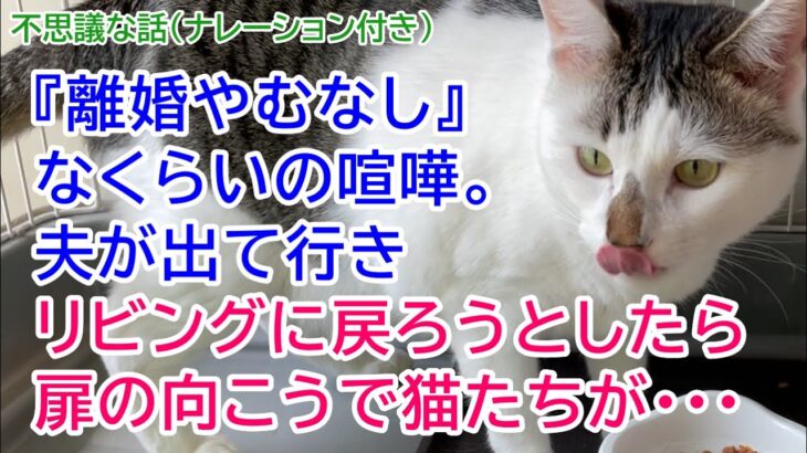 232【猫の不思議な話・ナレーション付き】『離婚やむなし』なくらいの喧嘩。夫が出て行きリビングに戻ろうとしたら扉の向こうで猫たちが・・・