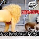 偽のライオンと偽の虎のいたずら犬に, 面白いビデオパート4