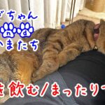 水を飲む/まったりする【アメリカンコッカースパニエル/保護猫】わんこにゃんこ(American Cocker Spaniel/Protective cat/English Translation)