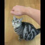 Baby & Cute cat – 赤ちゃんとかわいい猫 #ネコ