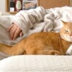 おかしい猫   かわいい猫   おもしろ猫動画 HD 028