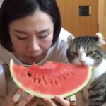 おかしい猫   かわいい猫   おもしろ猫動画 HD002