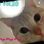 ＃Shorts＃マンチカン＃猫おもしろ エサ欲しさに、コップに顔を突っ込む猫【ミルク姫編】