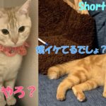 ＃Shorts＃マンチカン＃猫癒し　【猫癒し】身だしなみに余念がない、両陛下【猫】