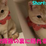 ＃Shorts＃マンチカン＃猫癒し 炊飯器の裏に隠れる猫(=^・^=)