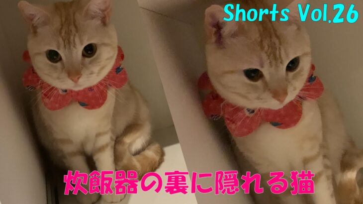 ＃Shorts＃マンチカン＃猫癒し 炊飯器の裏に隠れる猫(=^・^=)