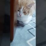 #Shorts 眠すぎて半目な猫