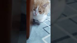 #Shorts 眠すぎて半目な猫