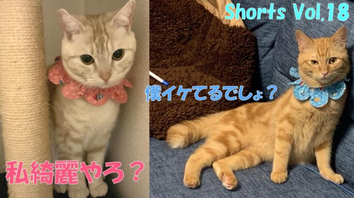 ＃Shorts＃マンチカン＃猫癒し　【猫癒し】身だしなみに余念がない、両陛下【猫】