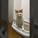 猫のトイレ姿と砂かきの下手さが面白かわいい#Shorts