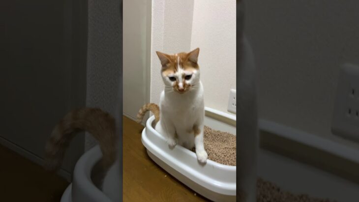 猫のトイレ姿と砂かきの下手さが面白かわいい#Shorts