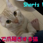 ＃Shorts＃マンチカン＃猫爪研ぎ　【猫かわいい】主の足で爪研ぎする猫(=^・^=)
