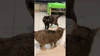 猫パンチ炸裂！猫の喧嘩は超かわいい(笑) #Shorts