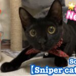 【Sniper cat Loop❣️】狙いを定める黒猫子猫が可愛すぎて💕面白いw ループ【可愛い】【面白い】#shorts 縦型ショート