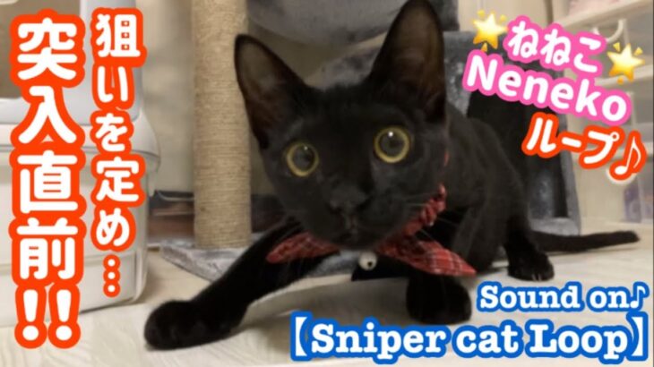 【Sniper cat Loop❣️】狙いを定める黒猫子猫が可愛すぎて💕面白いw ループ【可愛い】【面白い】#shorts 縦型ショート