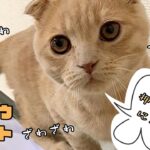 鉄骨渡りする子猫【猫のこたろう日記】/Steel crossing kitten.