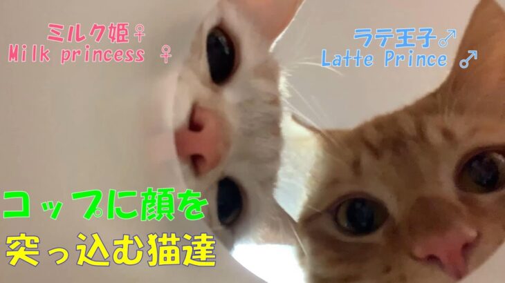 【猫動画おもしろ】コップに顔を突っ込む猫達【猫愛TV】
