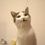 ヒモで遊ぶ猫がかわいい【三毛猫ミュウ】-The cat playing with the string is cute.