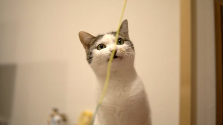 ヒモで遊ぶ猫がかわいい【三毛猫ミュウ】-The cat playing with the string is cute.