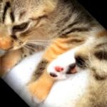 子猫にはもう、家族の温もりがある　This Kitten already have family warmth    それいゆ    Soleil the cat!    #Shorts
