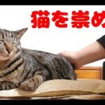 女帝猫ひな様を玉座でやりたい放題【おもしろかわいい柴犬＆保護猫多頭飼いVLOG146】dog＆cat