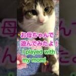 【可愛い猫・cute cat】お母ちゃんであそんでみたよ🌷I played with my mom!🌷