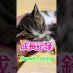 【可愛い猫・cute cat】【大切な家族・Precious family】🌺成長記録🌺Growth record🌺💓