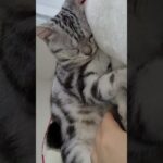 短編・おしゃべりする子猫のイビキ【トラなこアルバム】【おしゃべりする猫】#shorts #短い動画#アメリカンショートヘアー #おしゃべりする猫#天使なこ#子猫