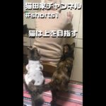 #shorts　猫は上を目指す！【保護猫　野良猫　猫動画　かわいい】