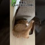 猫にまたたびをあげた結果面白すぎた！#shorts ◯◯を繰り返すVideo lucu untuk kucing lagi/An interesting video of a cat again