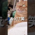 舌を閉め忘れながらニャルソックをする猫👅【#shorts】a cat who forgets to close her tongue and plays Nyaru Sock