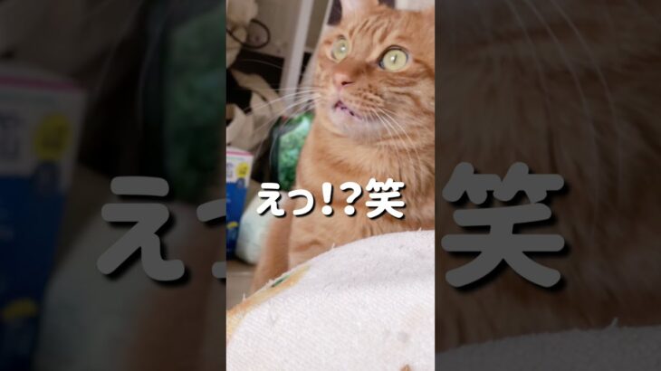 舌を閉め忘れながらニャルソックをする猫👅【#shorts】a cat who forgets to close her tongue and plays Nyaru Sock