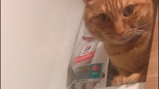 サイエンスダイエットのモデルになるまで降りない猫【#shorts】cat that won’t get off until it becomes a model for a science diet