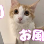 子猫がはじめてお風呂に入った結果