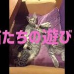 猫たちのかわいい遊び