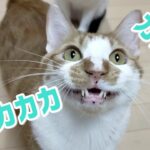 猫の不思議かわいい鳴き声の様子がこちら【クラッキング】