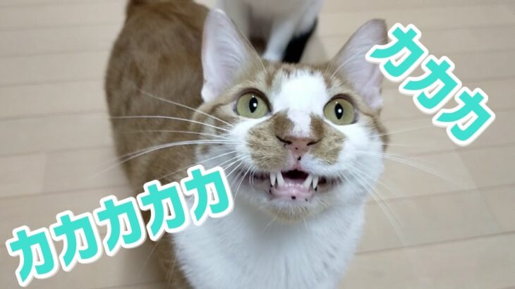 猫の不思議かわいい鳴き声の様子がこちら【クラッキング】