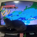 【南岸低気圧が気になる猫❓】　#猫#ﾛｼｱﾝﾌﾞﾙー#癒し