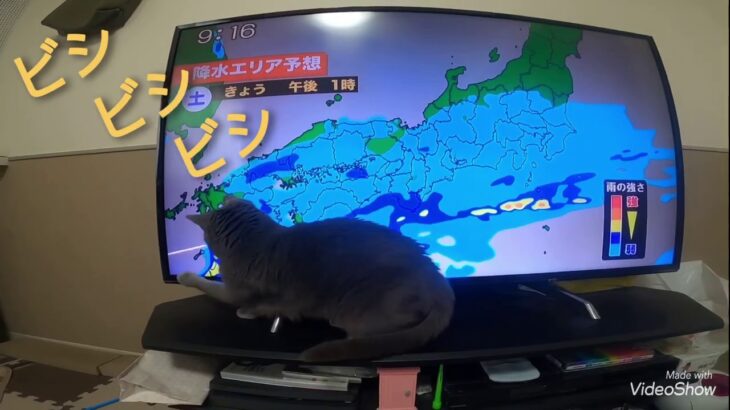 【南岸低気圧が気になる猫❓】　#猫#ﾛｼｱﾝﾌﾞﾙー#癒し