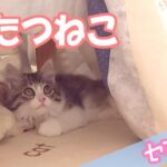 子猫がこたつに吸い込まれました／こたつねこ【保護猫ななこセカンド】