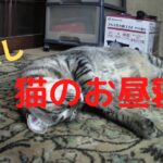 【癒し】猫のお昼寝