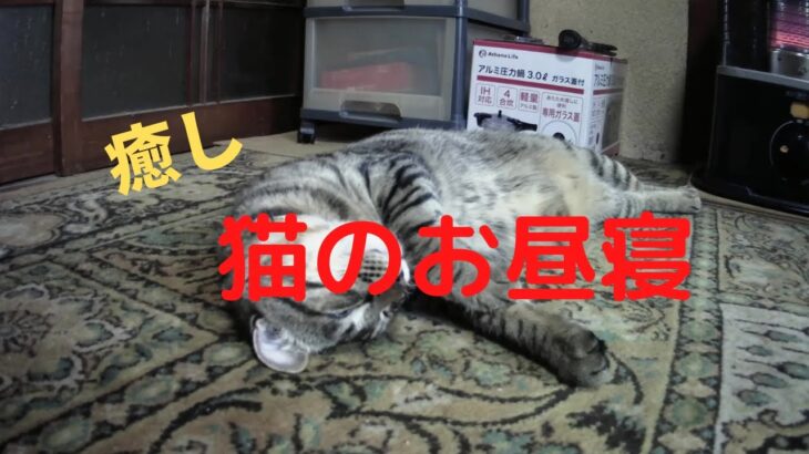 【癒し】猫のお昼寝