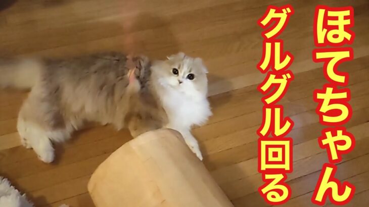 「ほてちゃん」子猫がお気に入りの猫じゃらしでグルグル回る【スコティッシュフォールド】